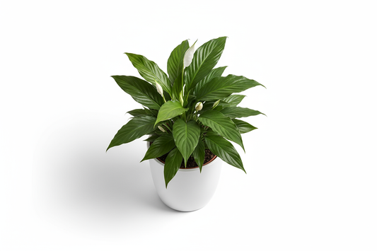 Peace Lily Ceramic Pot