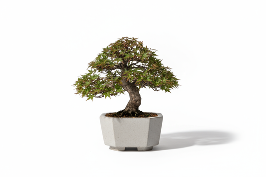 Bonsai Essence