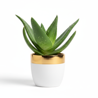 Aloe Luxe Planter