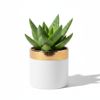Aloe Luxe Planter